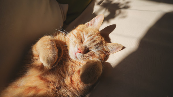 General 6000x3376 pet cats sunlight orange tabby paws animals closed eyes lying on back